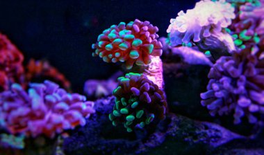 Euphyllia çekiç lps mercan resif akvaryum