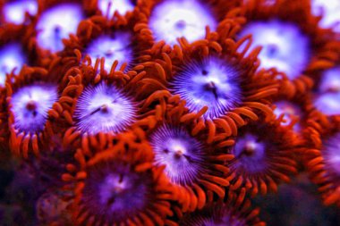 Renkli Zoanthus polip, kolonimizde resif akvaryum tankı