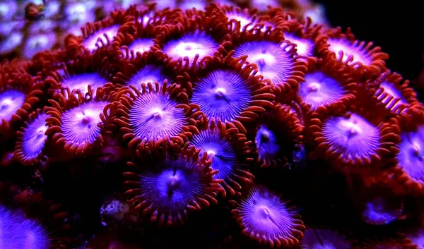 Färgglada Zoanthus Polyper Kolonin Reef Akvarium Tank — Stockfoto