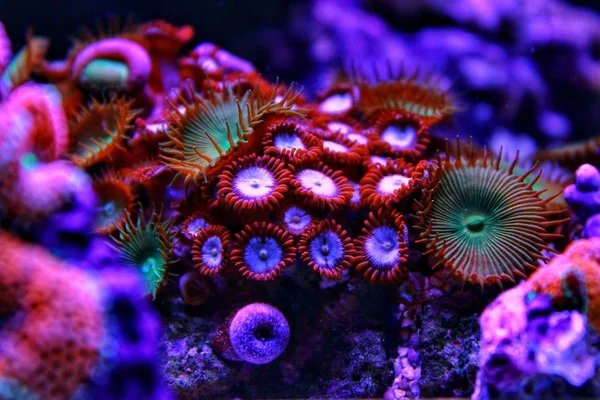 Colorful Zoanthus Polyps Colony Reef Aquarium Tank — Stock Photo, Image