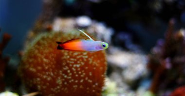 Firefish kaya balığı (Nemateleotris magnifica)