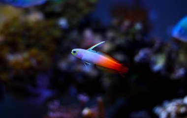 Firefish kaya balığı (Nemateleotris magnifica)