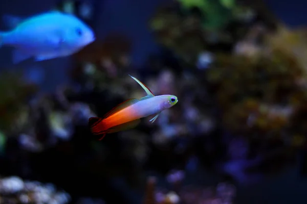 Firefish Grundel Nemateleotris Magnifica — Stockfoto