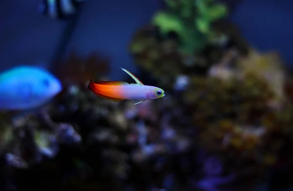 Firefish Géb Nemateleotris Magnifica — Stock Fotó