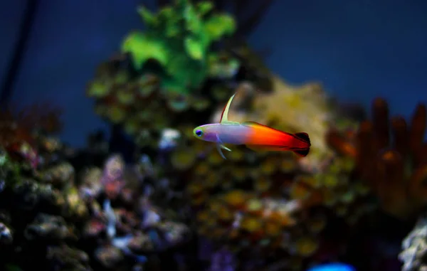 Firefish Géb Nemateleotris Magnifica — Stock Fotó