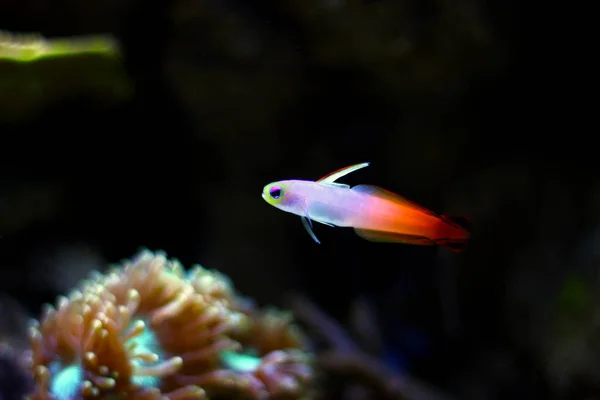 Goby Luciérnaga Nemateleotris Magnifica — Foto de Stock