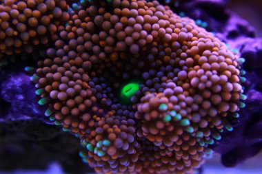 Ricordea mantarı su culon dünyasının en güzel mantar mercanlarından biridir.