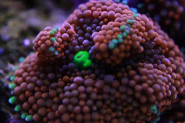 Ricordea mantarı su culon dünyasının en güzel mantar mercanlarından biridir.