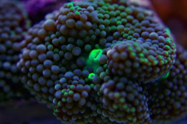 Ricordea mantarı su culon dünyasının en güzel mantar mercanlarından biridir.