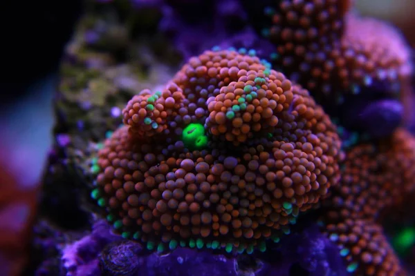 Ricordea mantarı su culon dünyasının en güzel mantar mercanlarından biridir.