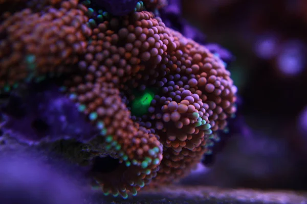 Hongo Ricordea Uno Los Corales Hongos Más Bellos Del Mundo —  Fotos de Stock