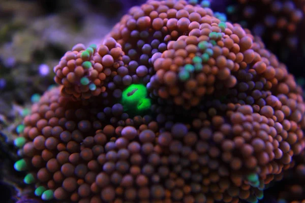 Ricordea mantarı su culon dünyasının en güzel mantar mercanlarından biridir.