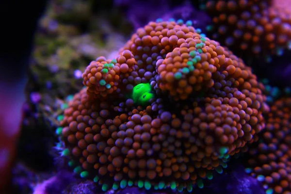 Ricordea Mushroom One Most Beautiful Mushroom Corals Aquatic World — Stock Photo, Image