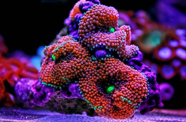 Cogumelo Ricordea Dos Mais Belos Corais Cogumelos Mundo Aquático — Fotografia de Stock