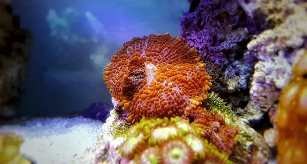 Rhodactis Hongo Naranja Tanque Acuario Arrecife —  Fotos de Stock