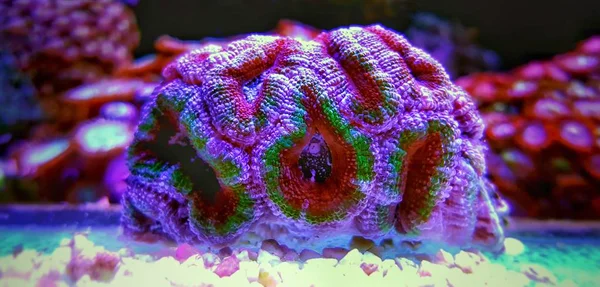 Acanthanstrea Lps サンゴ ライブ塩水サンゴ礁の水族館の装飾 — ストック写真