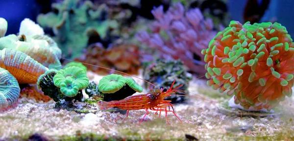 Peppermint Shrimp Lysmata Wurdemanni — Stock Photo, Image