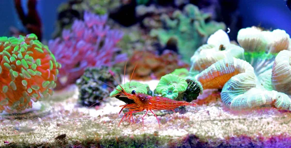 Peppermint Shrimp Lysmata Wurdemanni — Stock Photo, Image