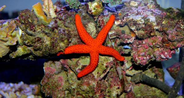 Étoile Mer Méditerranéenne Dans Aquarium Récifal — Photo