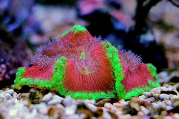 Färgglada Öppna Hjärnan Lps Coral Saltvatten Akvarium — Stockfoto