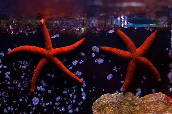 Mediterranean Starfish Reef Aquarium — Stock Photo, Image