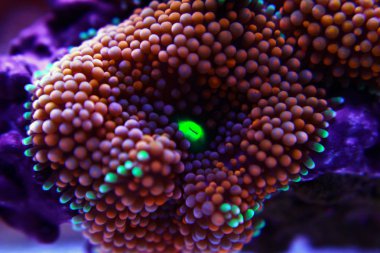 Ricordea mantar mercan, Pasifik sualtı çiçek