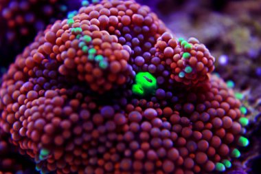 Ricordea mantar mercan, Pasifik sualtı çiçek