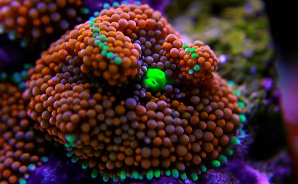 Ricordea Gomba Coral Csendes Óceáni Víz Alatti Virág — Stock Fotó