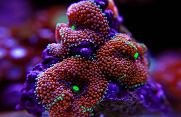 Ricordea Paddestoel Koraal Pacific Onderwater Bloem — Stockfoto
