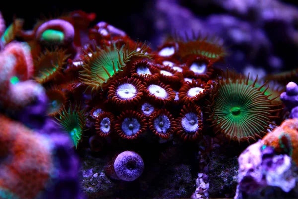 Bunte Zoanthus Polyp Aquakultur Riffaquarium — Stockfoto