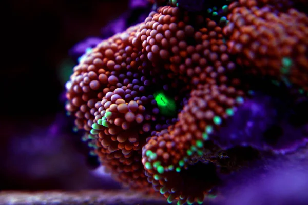 Ricordea Coral Hongo Flor Submarina Del Pacífico — Foto de Stock