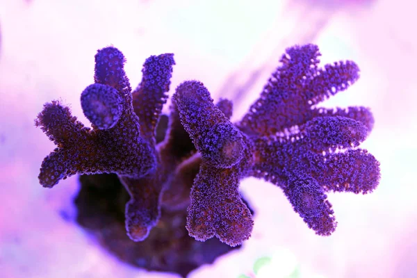 Молочна Стилофора Короткі Поліпи Корали — стокове фото