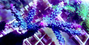 Wild blue staghorn Acropora sps coral aqua-cultured in saltwater reef aquarium clipart