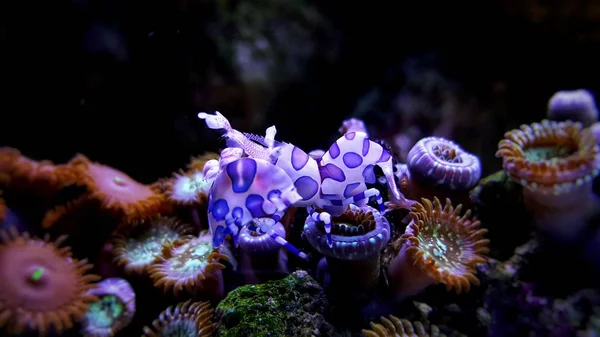 Harlequin Shrimp Hymenocera Elegans — Stock Photo, Image