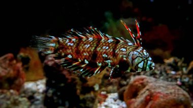 Dragon Wrasse - (Novaculichthys taeniourus)