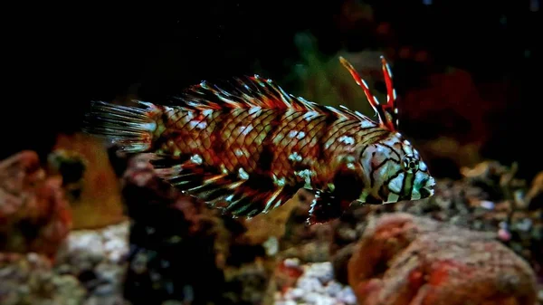 Sárkány Ajakoshalfélék Novaculichthys Taeniourus — Stock Fotó