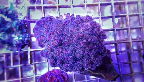 Pocilopora Sps Coral Saltvatten Uran Korallrevsakvarium — Stockfoto