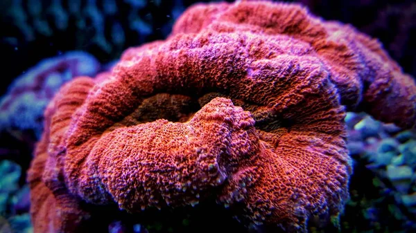 Cervello Aperto Lps Coral Vasca Acquario Barriera — Foto Stock
