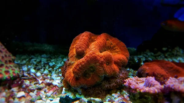 Cervello Aperto Lps Coral Vasca Acquario Barriera — Foto Stock