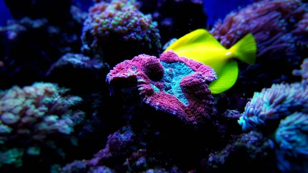 Cerebro Abierto Lps Coral Tanque Acuario Arrecife —  Fotos de Stock