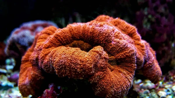 Offenes Gehirn Lps Korallen Riffaquarium — Stockfoto