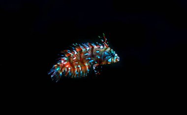 Dragon Wrasse - (Novaculichthys taeniourus)