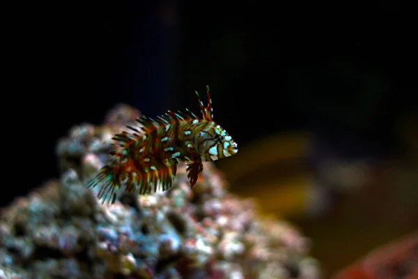 Dragon Wrasse Novaculichthys Taeniourus — Stock Photo, Image