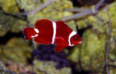 Goldflake Maroon Clownfish - Premnas biaculeatus clipart
