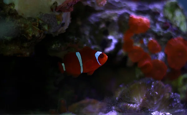 Clownfish Goldflake Maroon Premnas Biaculeatus — Φωτογραφία Αρχείου