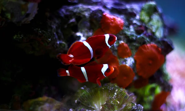 Голдфлейк Maroon Clownfish Primnas Biaculeatus — стокове фото