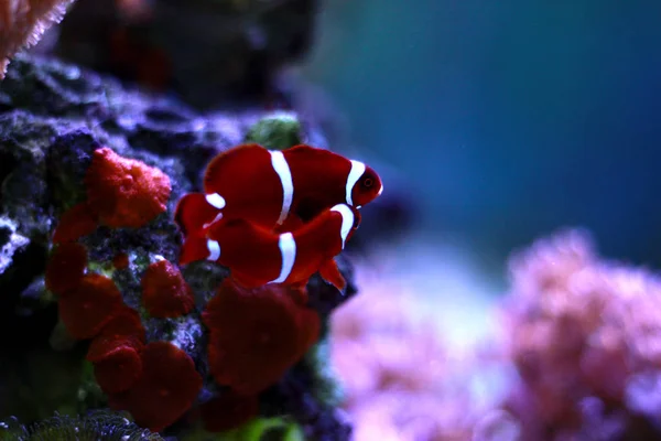 Goldflake Maroon Clownfish Premnas Biaculeatus — Stok Foto