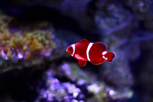 Flocon Clownfish Marron Premnas Biaculeatus — Photo