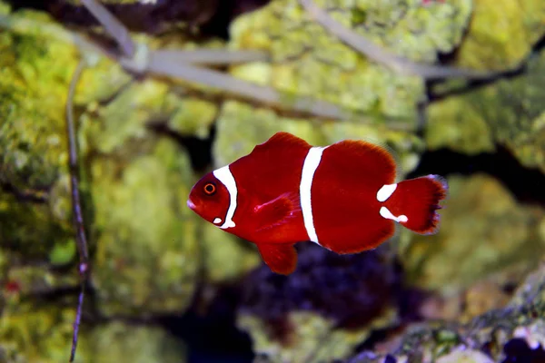 Goldflake Maroon Clownfish Premnas Biaculeatus — Stok Foto