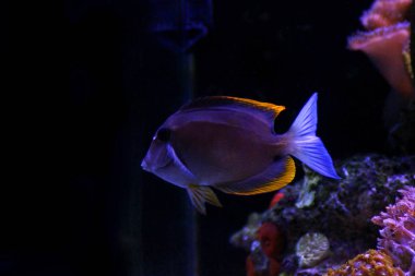 Kıldiş Tomini Tang - (Ctenochaetus tominiensis) 